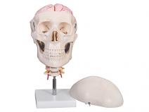 头颅骨带7节颈椎及脑动脉模型