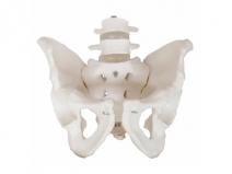 可拆卸骨盆附腰椎模型