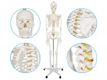 男性全身人体骨骼模型