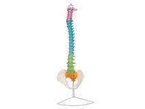 彩色脊柱模型（脊椎模型）