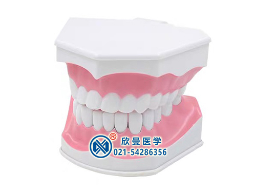 牙保健模型,口腔护理模型