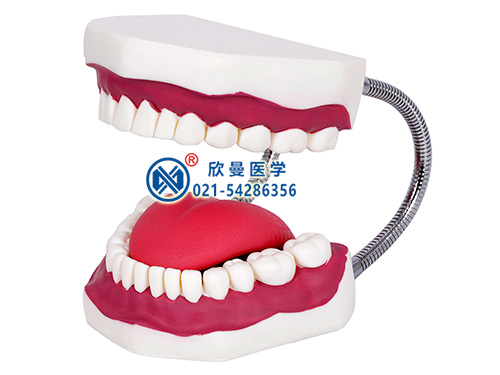 口腔牙齿护理模型,牙保健模型,口腔护理模型