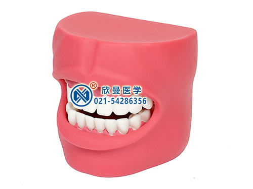 牙护理保健模型带脸颊