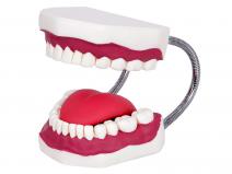 口腔牙齿护理保健模型