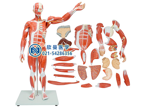 人体全身肌肉附内脏模型,人体内脏模型