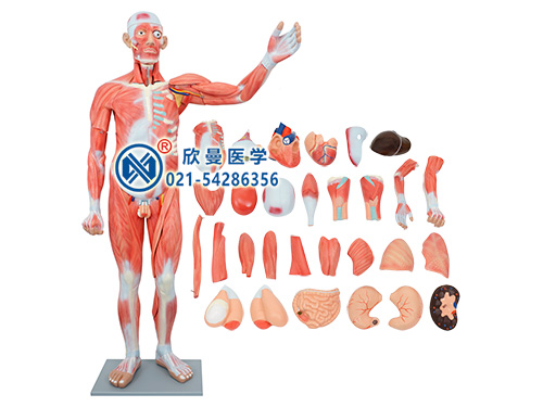 人体全身肌肉附内脏模型,人体肌肉模型