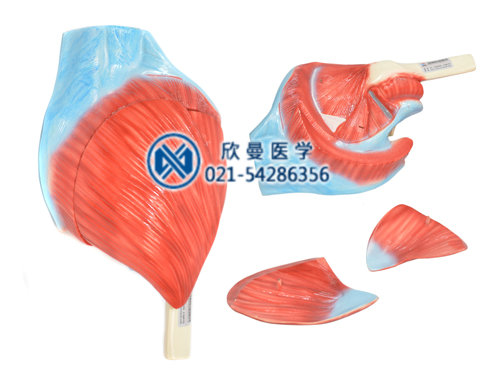 髋肌解剖模型