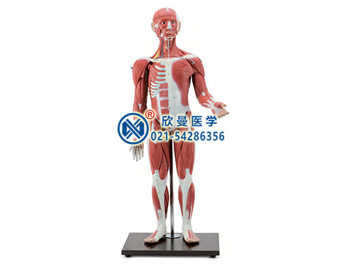 人体全身肌肉附内脏器官模型