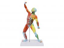 人体全身浅层运动肌肉解剖模型（彩色）