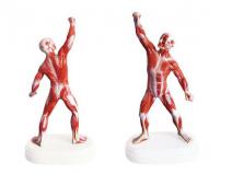 人体全身肌肉运动模型（18CM）