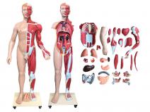 人体全身层次肌肉附内脏解剖模型（31部件170CM）