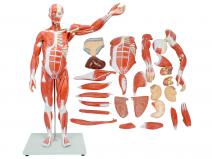 人体全身肌肉附内脏模型（80CM）
