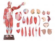 人体全身肌肉解剖附内脏器官模型（27部件170CM）