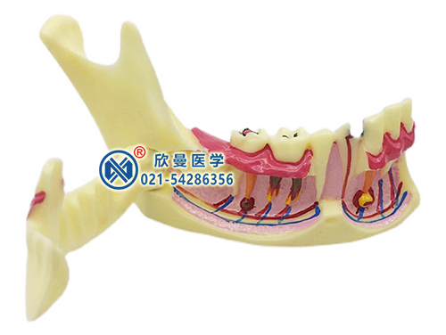 下颌骨分解模型