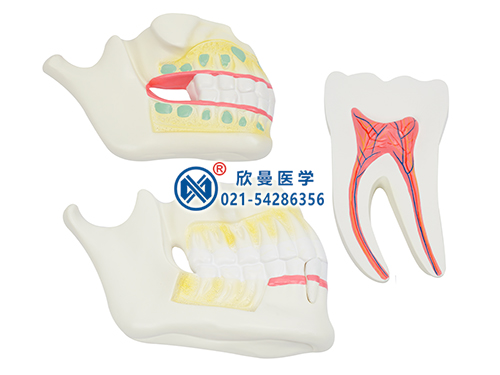 乳牙恒牙牙列模型