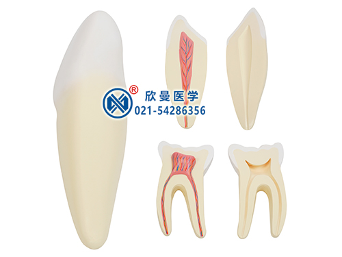 人体牙齿解剖放大模型,切牙,尖牙,磨牙模型