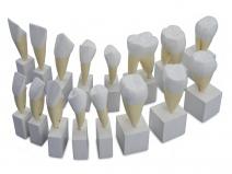 恒牙放大模型（16颗牙）