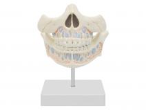乳牙立体模型