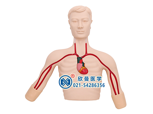 PICC介入操作训练模型,深静脉置管穿刺模型