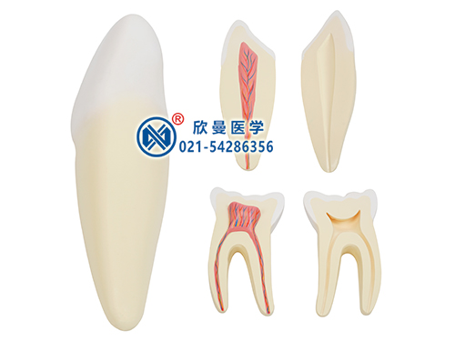 牙齿解剖模型
