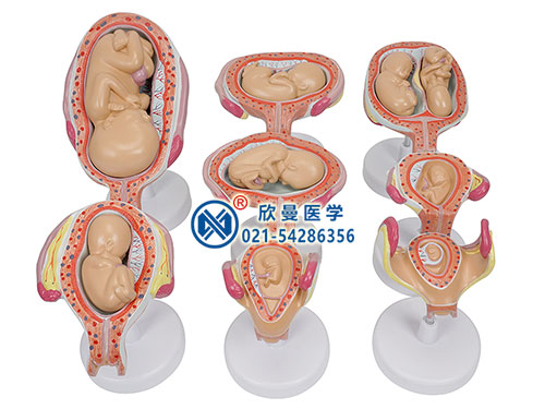 胎儿发育过程模型
