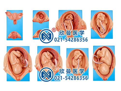 胎儿妊娠胚胎发育过程模型,胎儿发育模型
