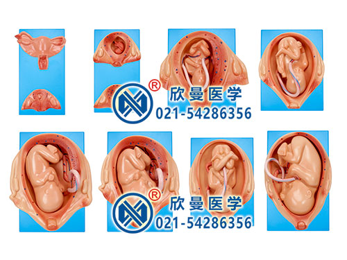 胎儿妊娠胚胎发育过程模型,胎儿发育模型