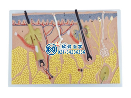 平面皮肤放大模型