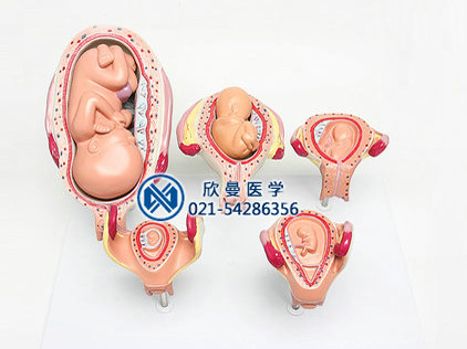人体胚胎发育模型