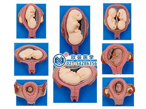 妊娠胚胎发育过程模型,胎儿发育模型