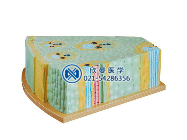 单子叶植物茎模型