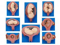妊娠胚胎发育过程模型
