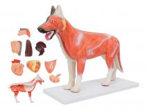 狗（犬）解剖模型