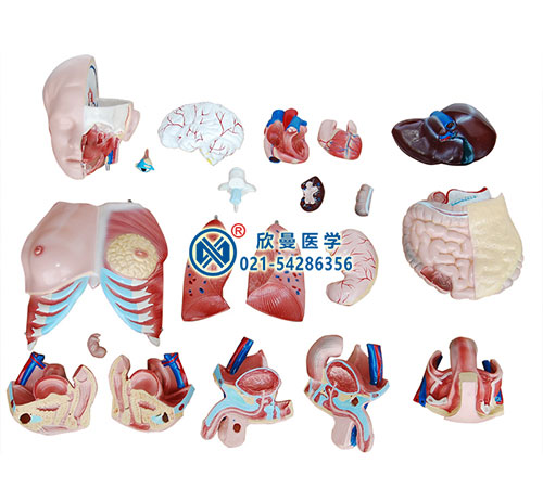三性躯干模型,人体内脏模型
