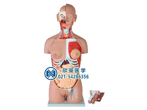 两性躯干模型,人体内脏器官模型