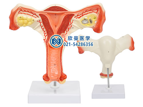 子宫卵巢解剖放大模型