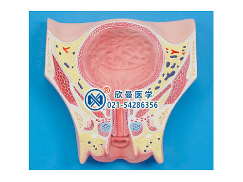 女性盆部经膀胱冠状切模型