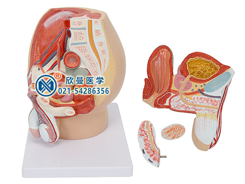 男性盆腔矢状切面模型