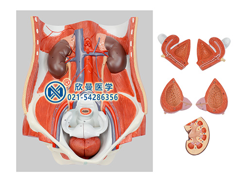 两性泌尿系统模型