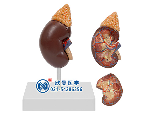 肾解剖附肾上腺模型,肾与肾上腺模型