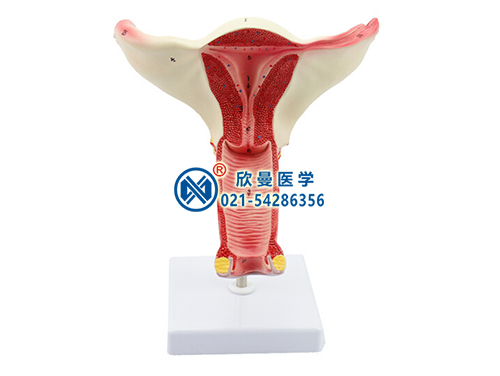 女性内生殖器阴道子宫解剖模型