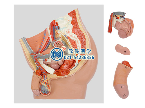 男性盆腔矢状切模型