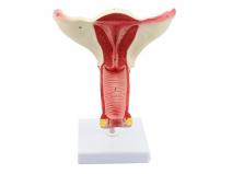 女性内生殖器阴道子宫解剖模型