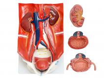 泌尿系统模型-泌尿系统附腹后壁模型