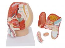 男性盆腔矢状切面模型（4部件）