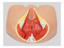 女性会阴模型
