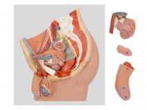 男性盆腔矢状切模型（4部件，带数字标识）