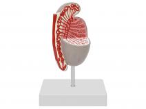 睾丸解剖放大模型