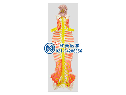 XM-601C椎管内部脊髓神经模型,脑脊髓与周围神经解剖模型