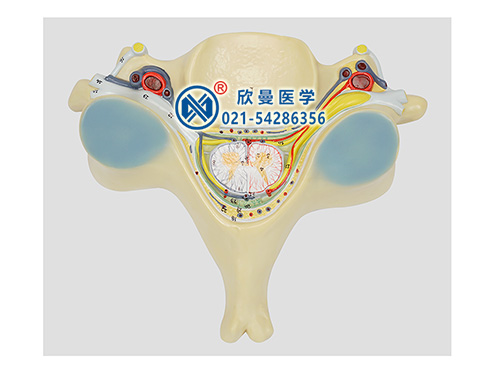 脊髓横断模型,第五颈椎附脊髓和脊神经放大模型